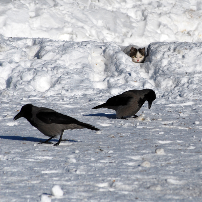Und wieder, den Hinterhalt