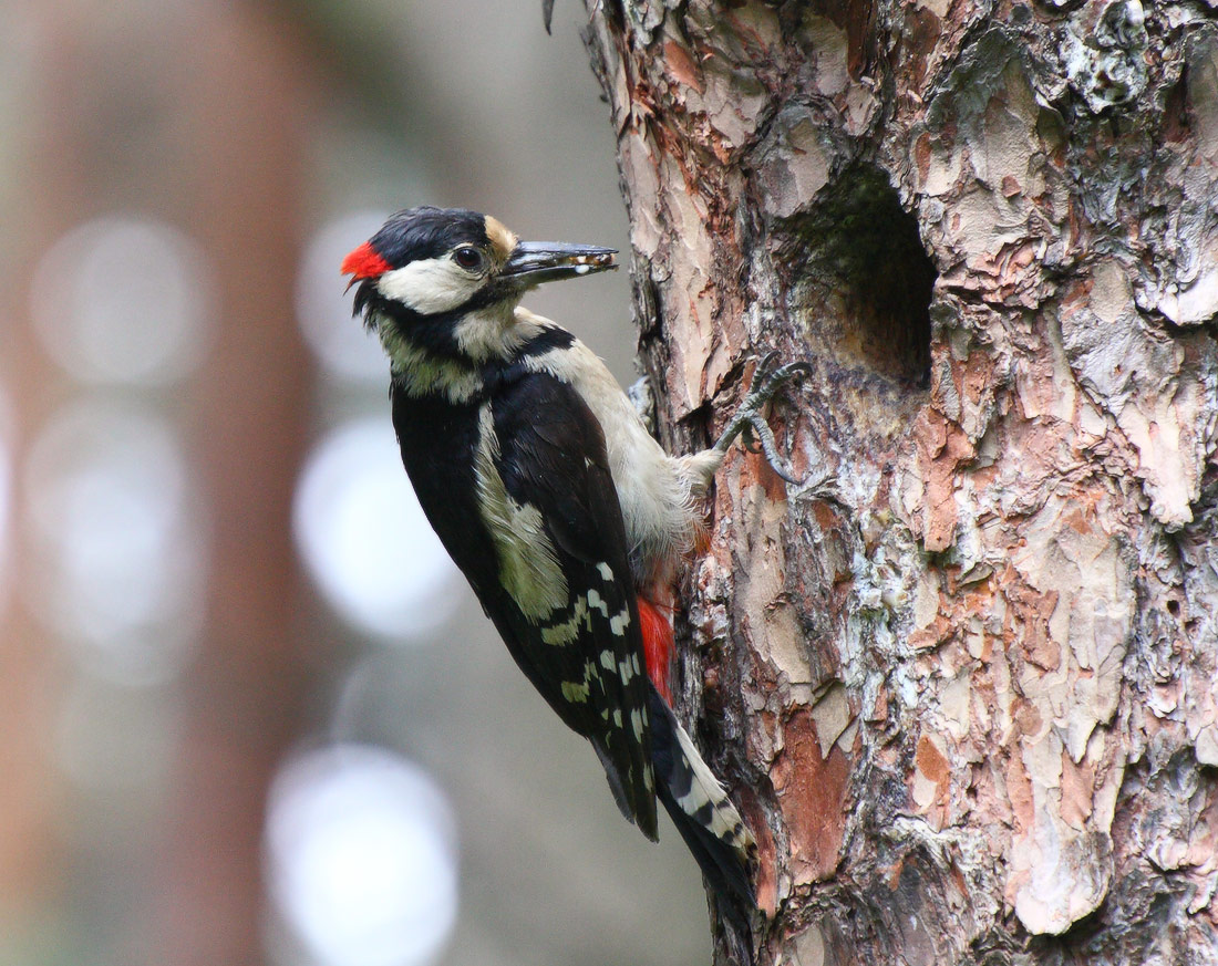 Classic woodpecker:)