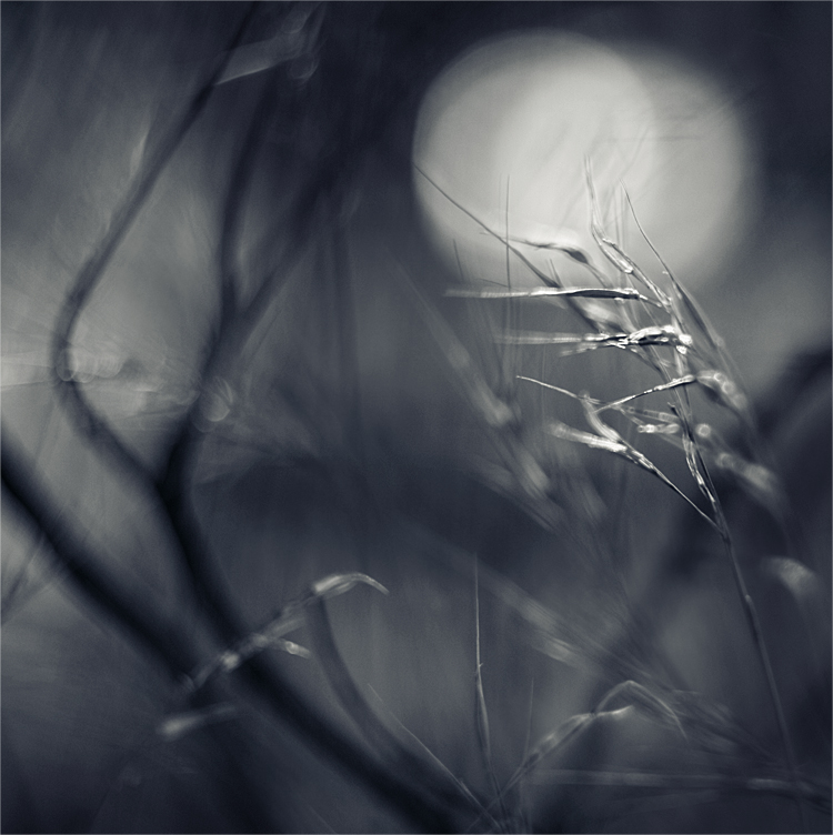 Nacht helle Mond ...