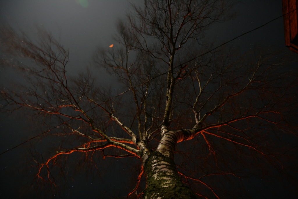 Night Birke