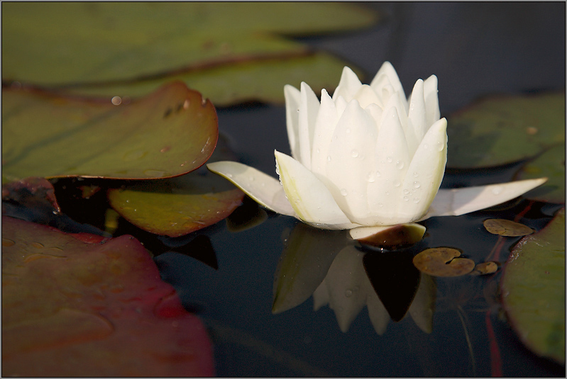 Schönen Frühling! Damen, Frauen, Mädchen! Schönheit, Liebe, Glück!
