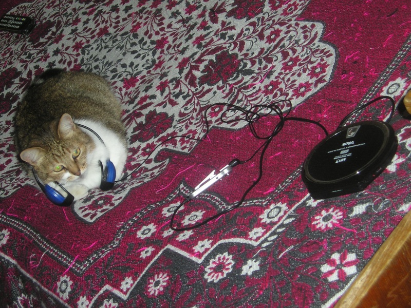 Die Katze und der Musik