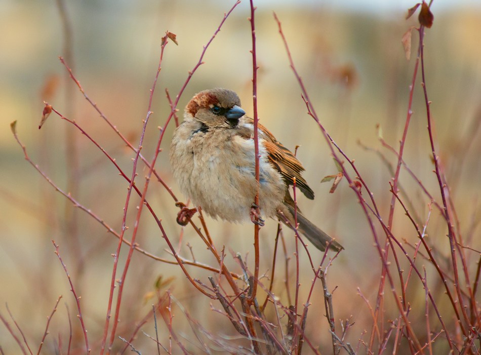 Ich für Bindfäden, und du?