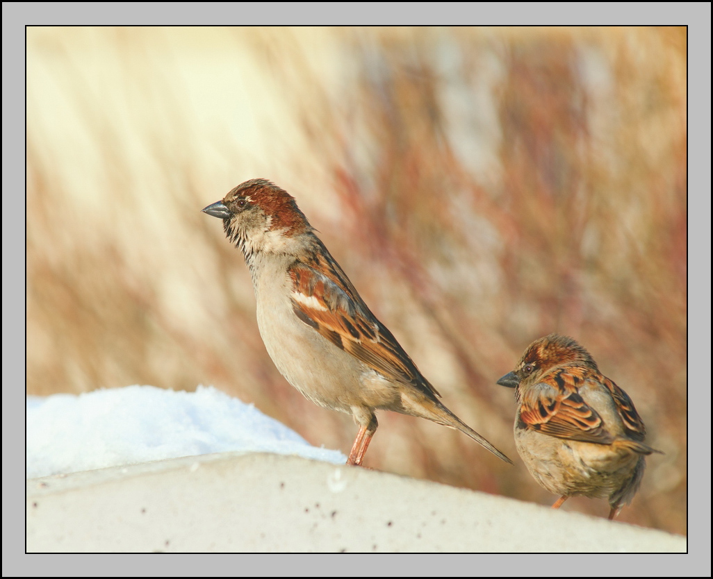 Petka, gehen Sie vor, werde ich auf der Suche stehen! :)))