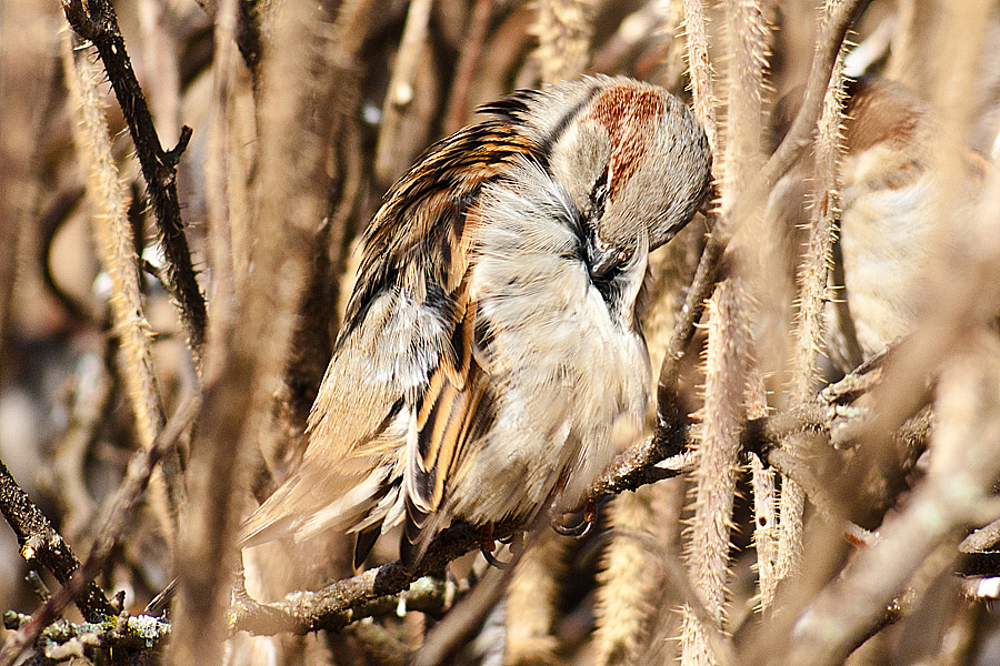 Sauberkeit Federn vor der Foto-Saison