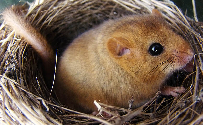 Oreshnikova Siebenschläfer