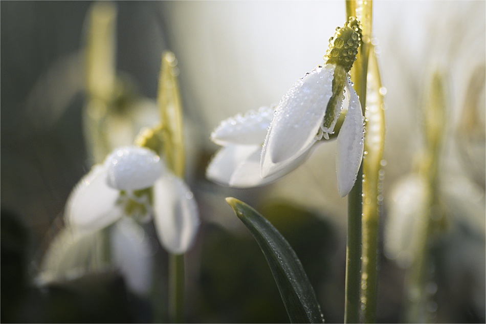 sagen, daß die Sonne aufgegangen ...