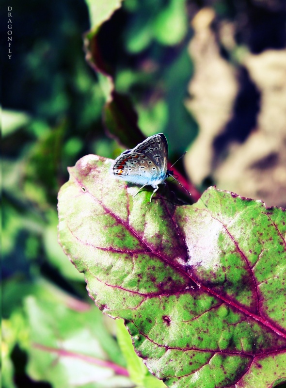 Kupfer-Schmetterling