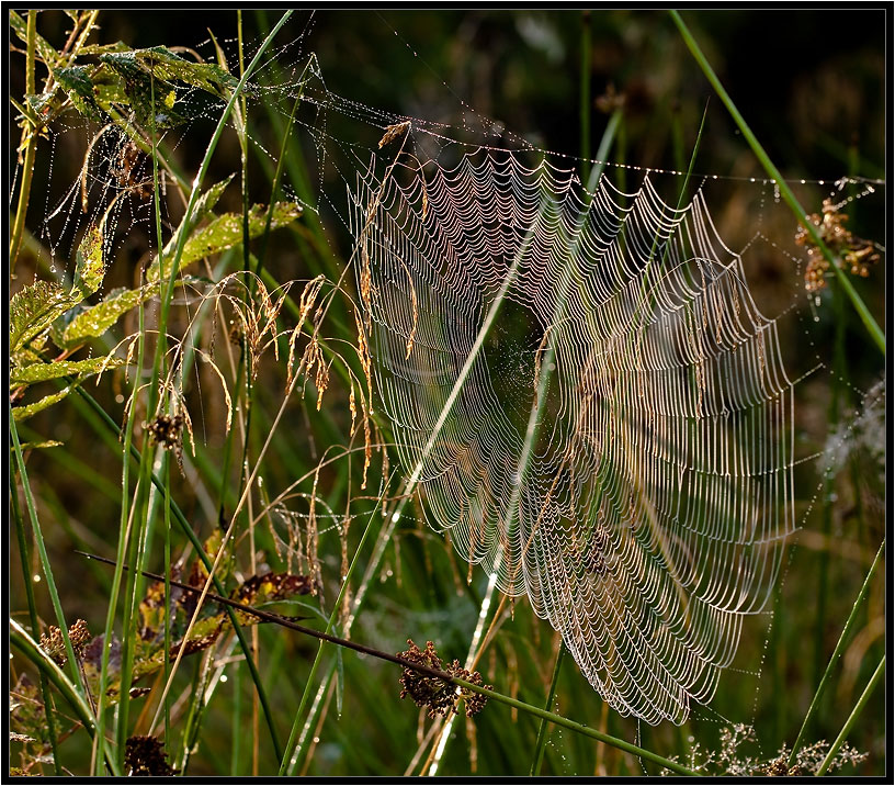 Es ist interessant und Flusspferde fliegen?