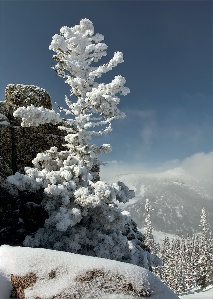 Und auf dem Stein wachsen die Bäume ...