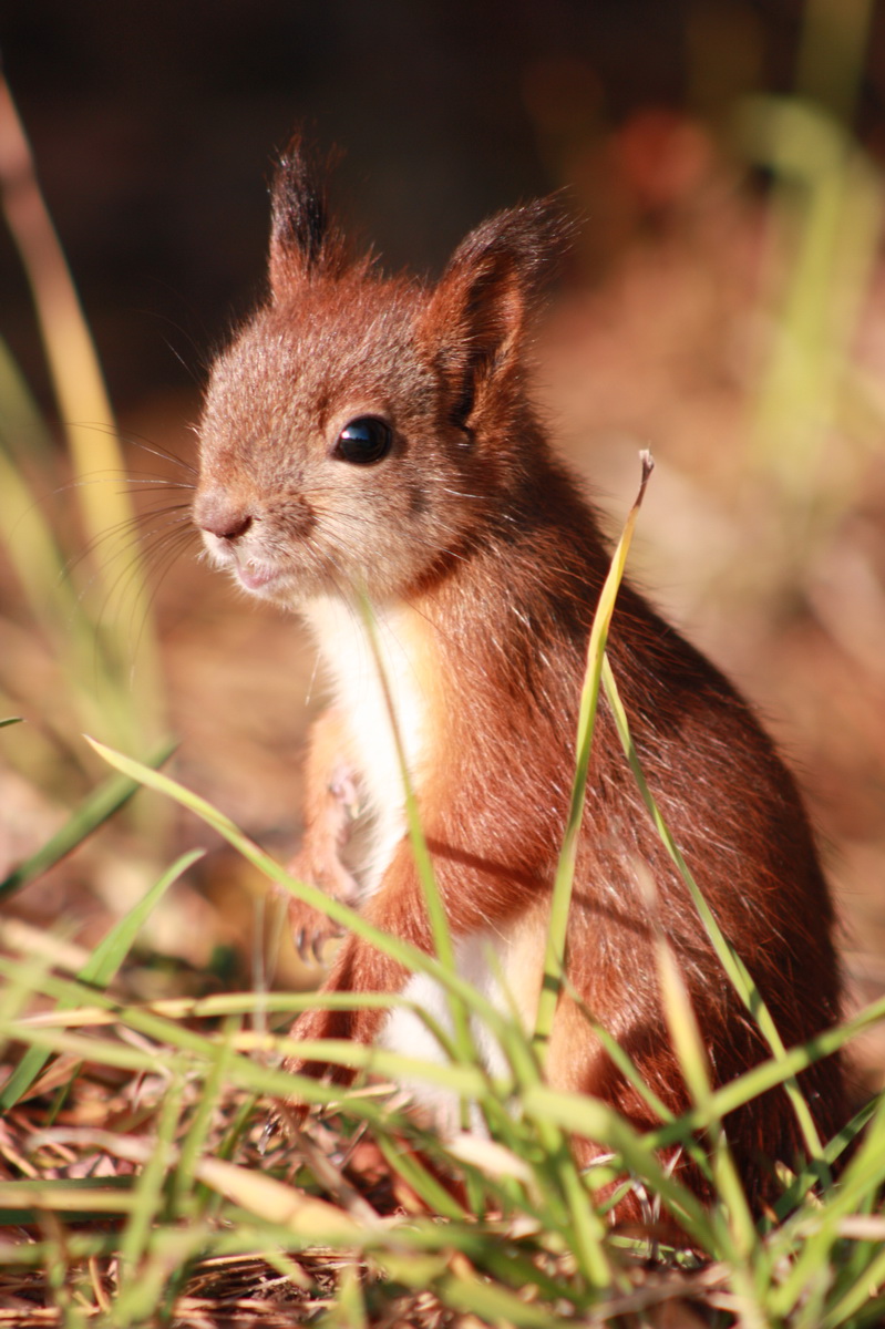 ... "Alle für Aufmerksamkeit ..."