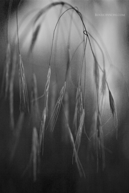 Pigtails. Von einer Reihe von Elementen