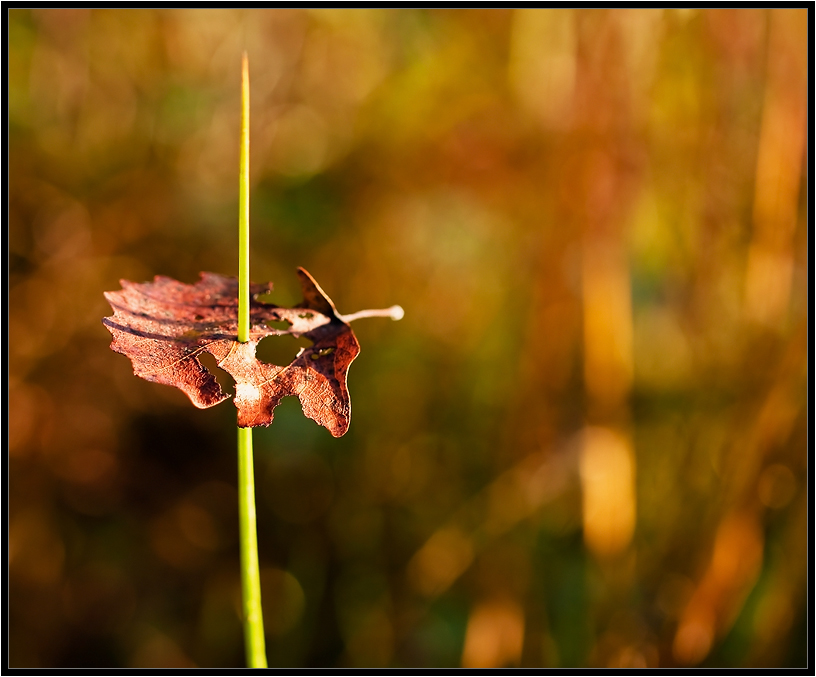 Spring Penetration ...