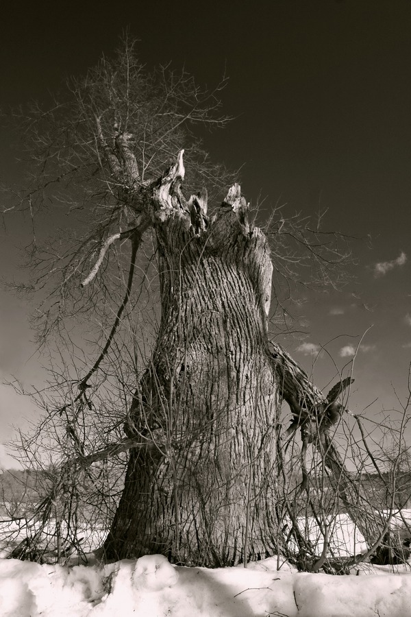 das Leben der Bäume ...