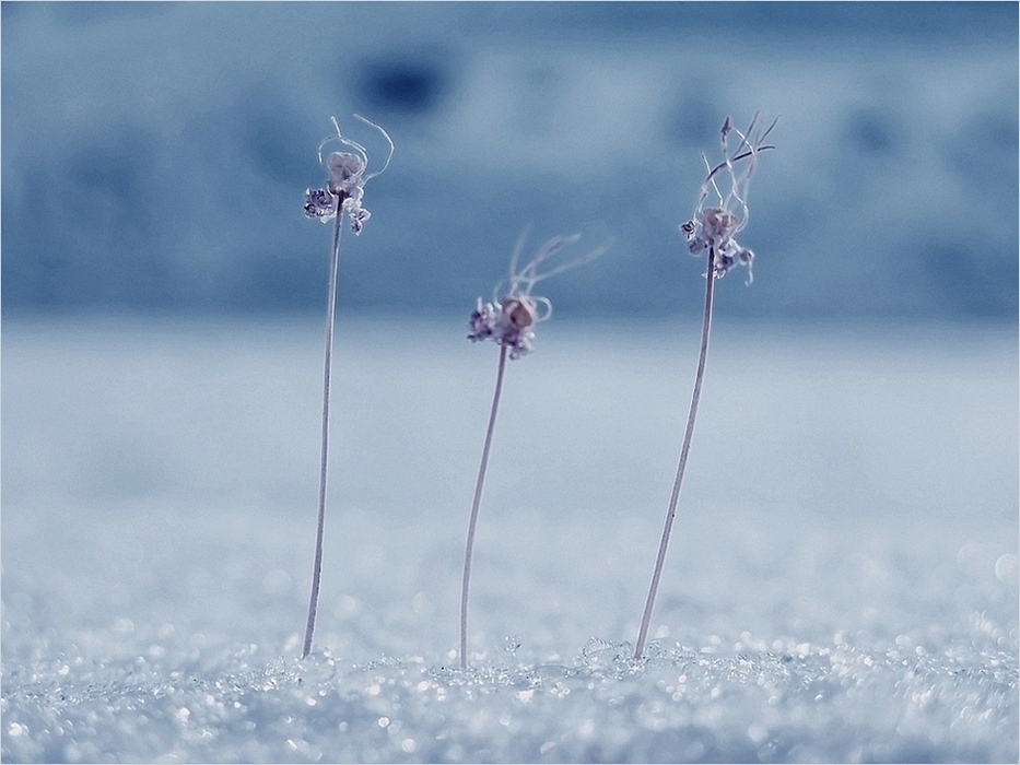 . Drei Mädchen unter dem Fenster ..