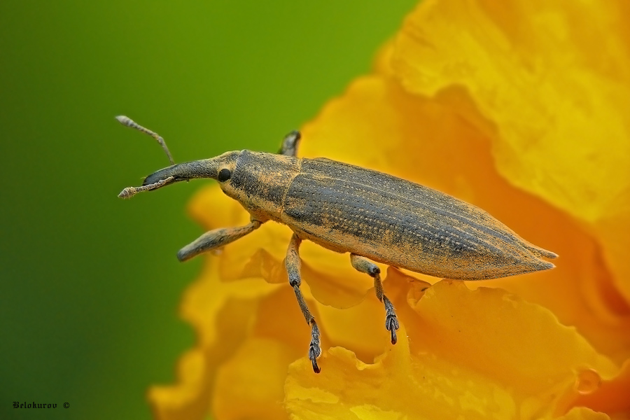 Weevil Frachnik gewöhnlichen
