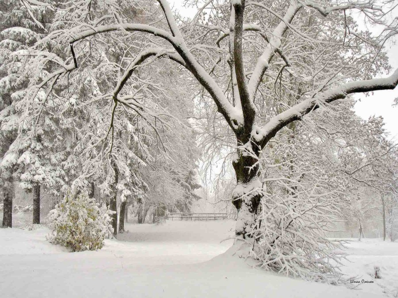 Kovdrya sichchnya ...