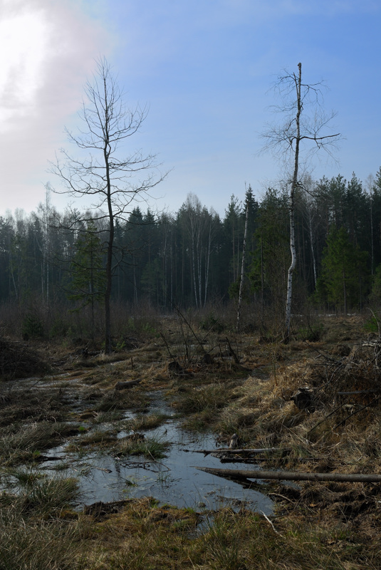 Spring, Sumpf der ...