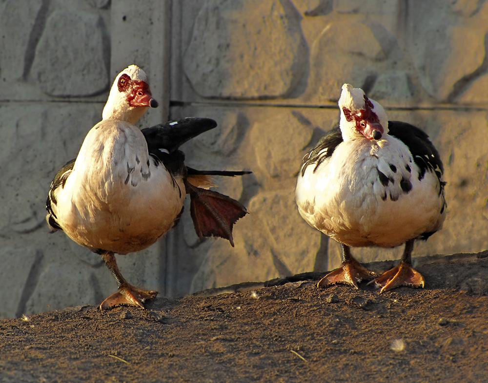 Wie bekomme ich einen Bibliotheksausweis?