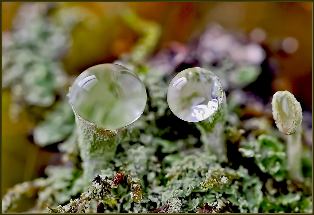 Tröpfchen))) osminozhki ..