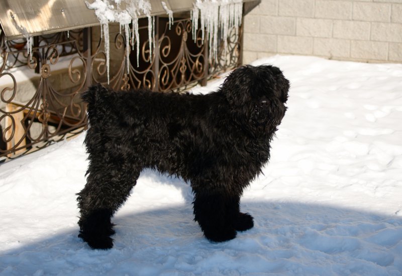 auf welcher Seite der Schnitzel zu essen gibt, und vor