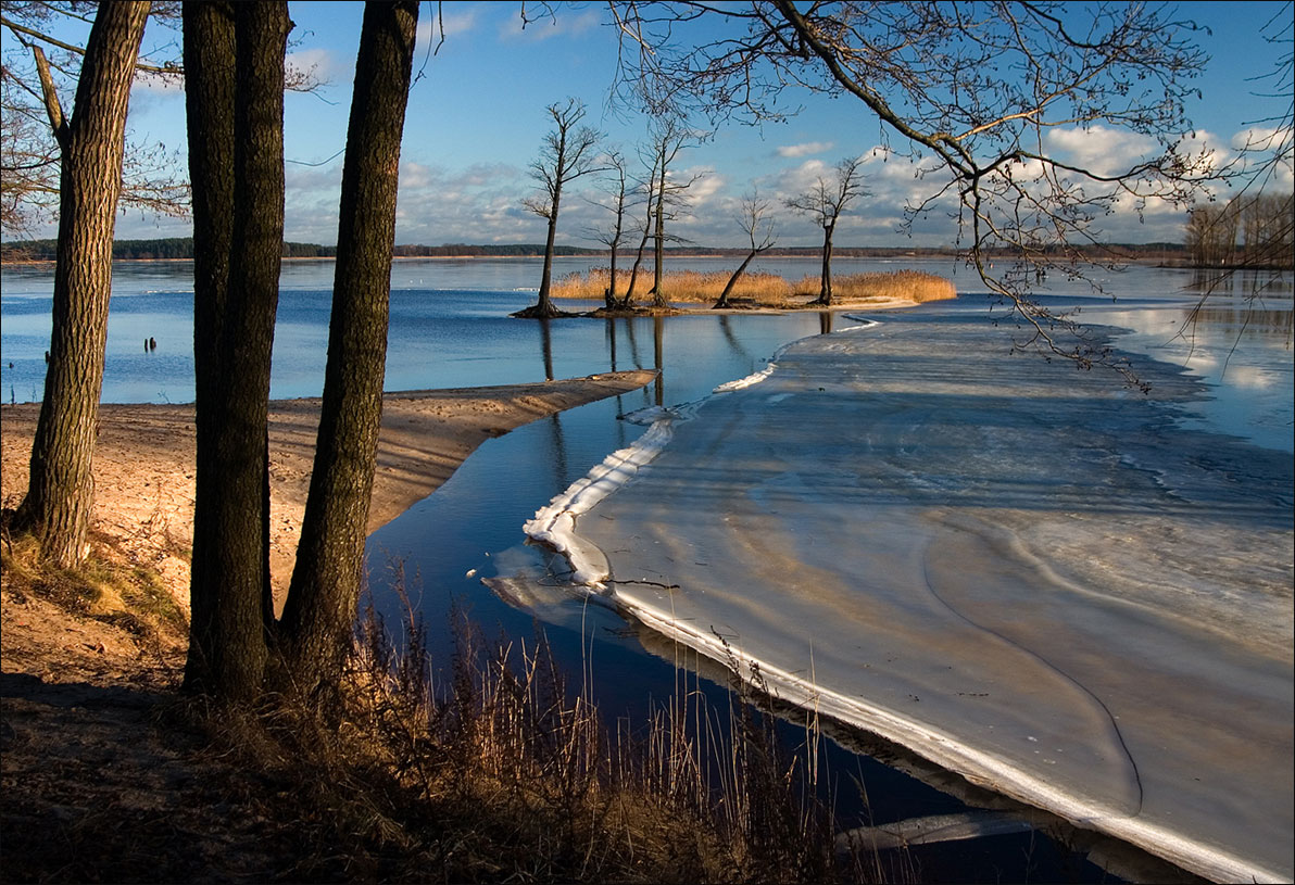Die Saatkrähen sind angekommen