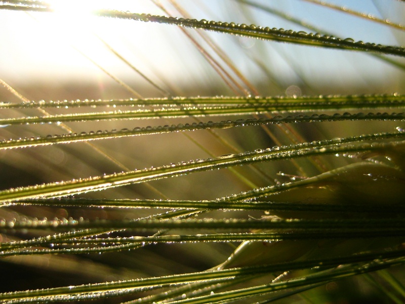 Am frühen Morgen im August ...