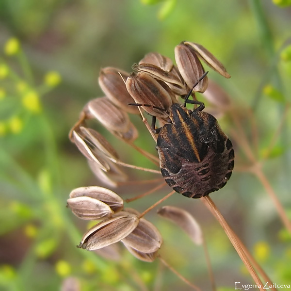 Italienisch Wanze Nymphe
