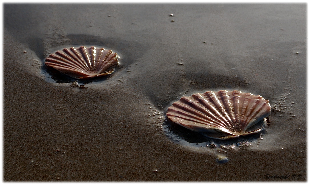 Spuren des Meeres ..