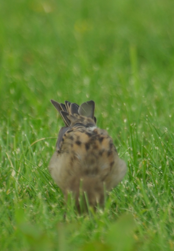 Ist es nicht ein Strauß?