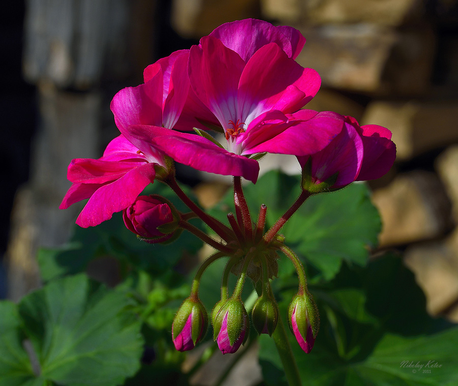 Unter der Frühlingssonne