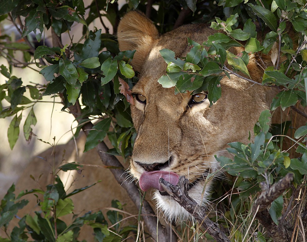Was ist das haben wir heute zum Mittagessen?