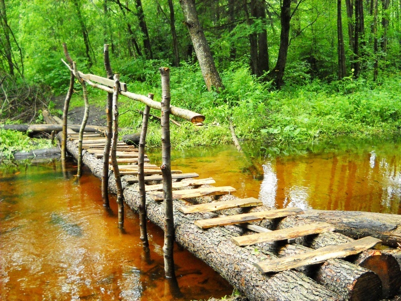 Beeren pflücken und Pilze Übergang.