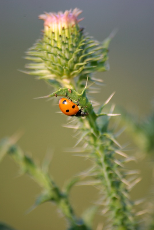 nezhnozhestkaya Bild