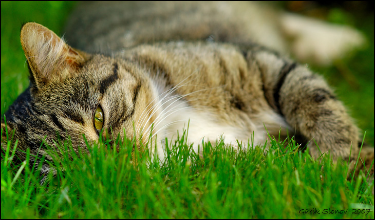 Graue Katze auf einem grünen