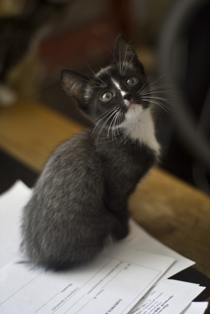 Ich lenke Ihre Aufmerksamkeit