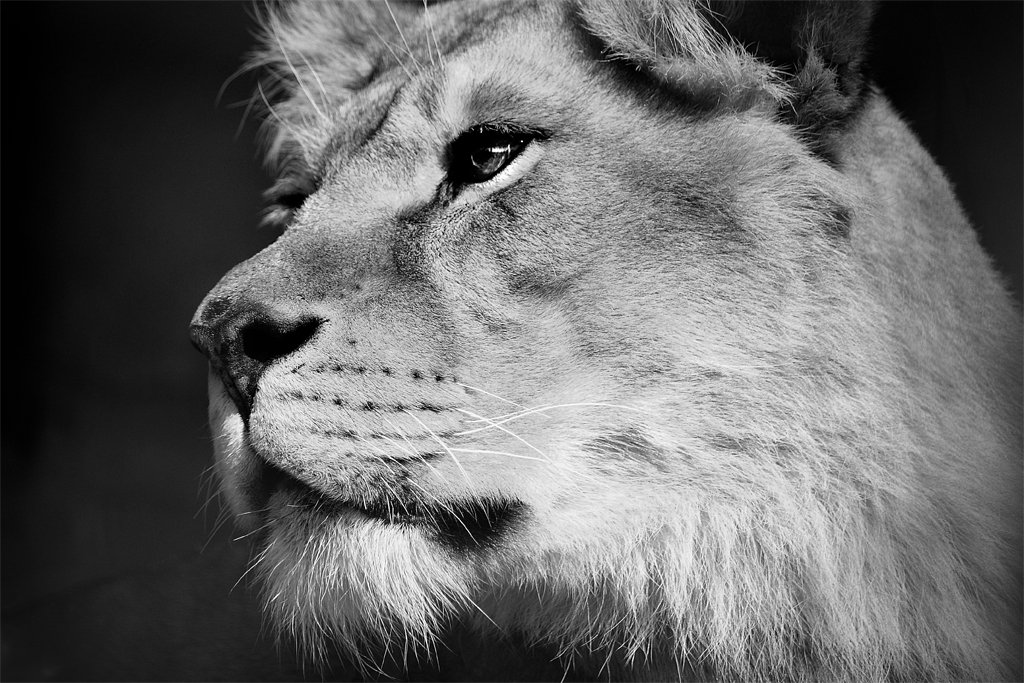 Wer ist der Löwe - der eine rechts!