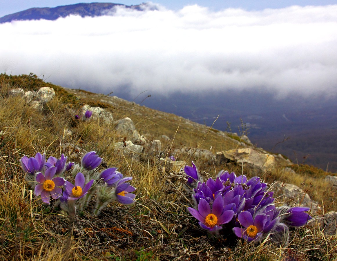 Frühling auf den südlichen Hängen des Krim-Gebirge