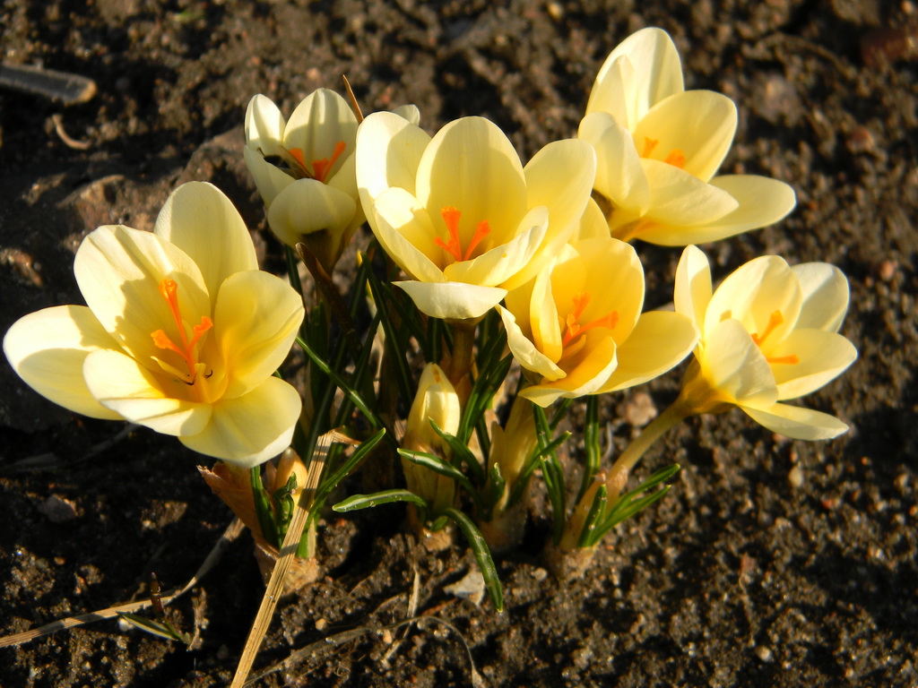 Krokusse.