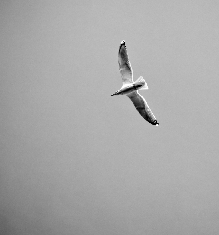 Seagull ...
