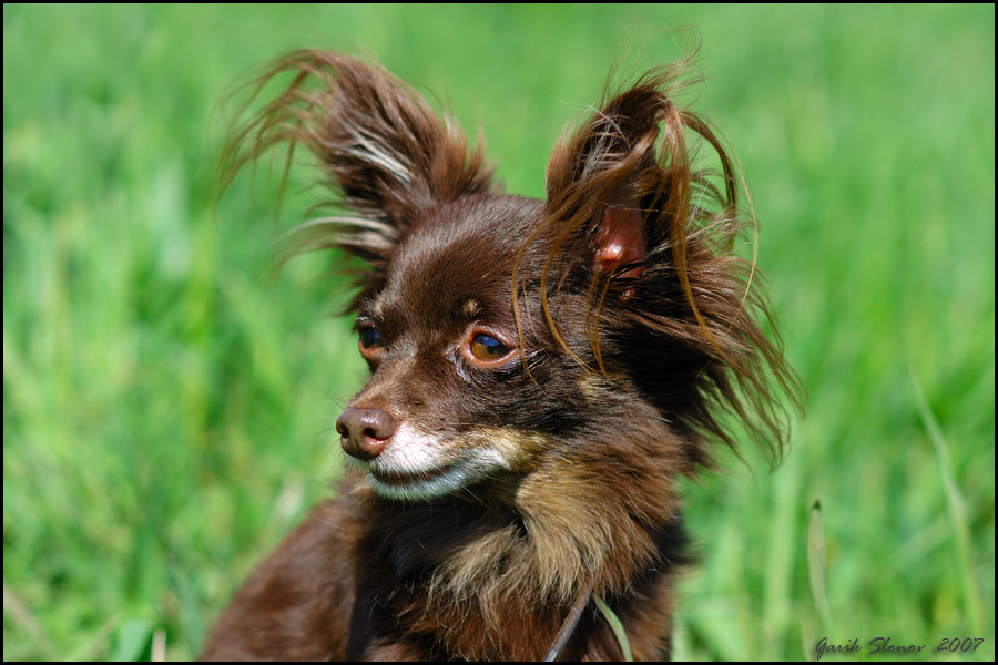 Porträt eines kleinen Hundes # 1