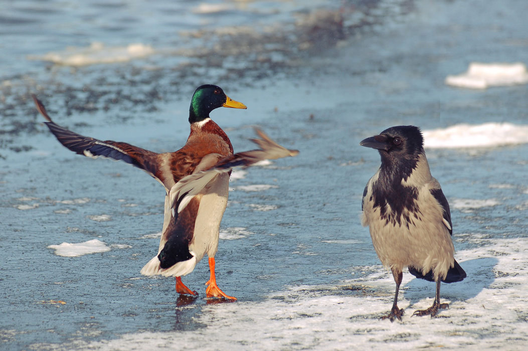 Das war ein großer Fisch!