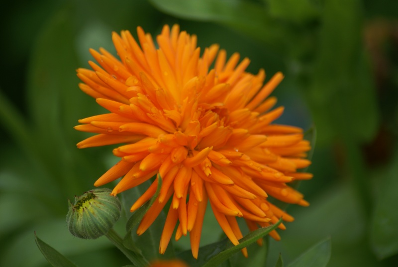 Calendula