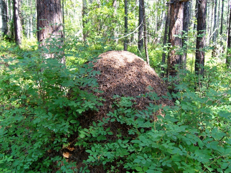 Ameisenhaufen