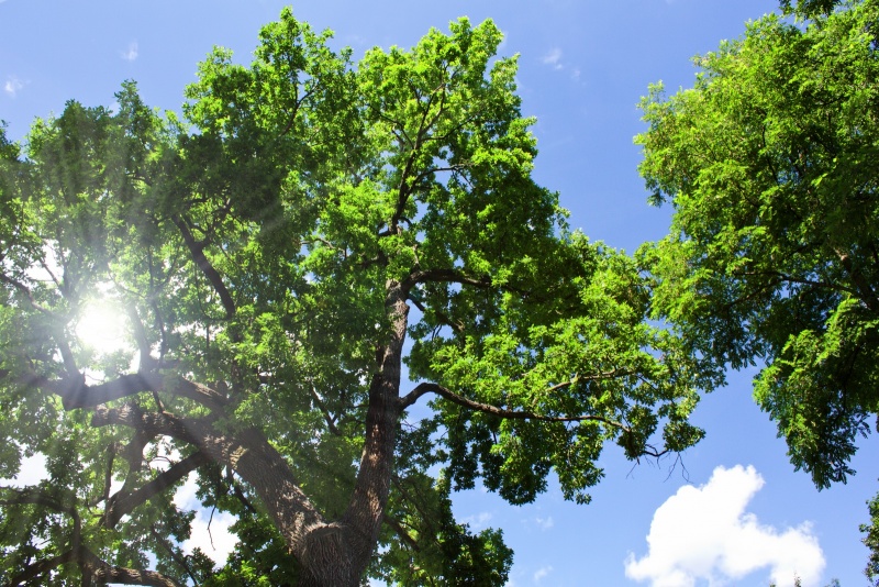 Sommer im Eichenwald