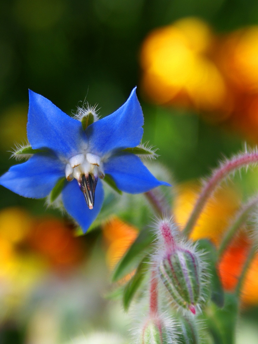 vergessen-mich-nicht