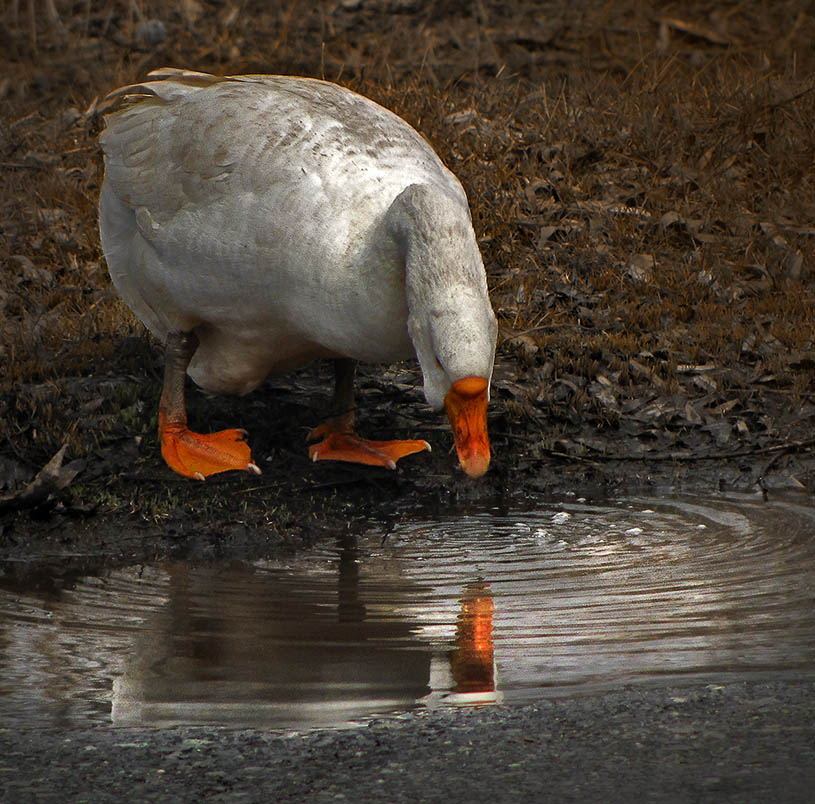 Ich einzige Waffe in der Welt ...