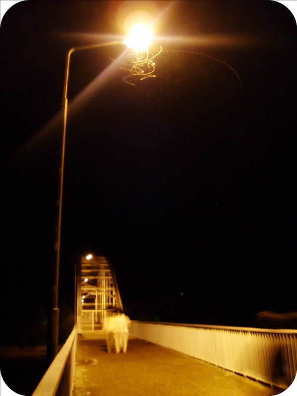 Feurig Schmetterling