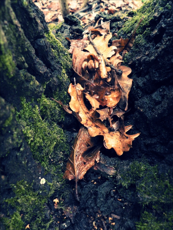 Blätter nach dem Schnee