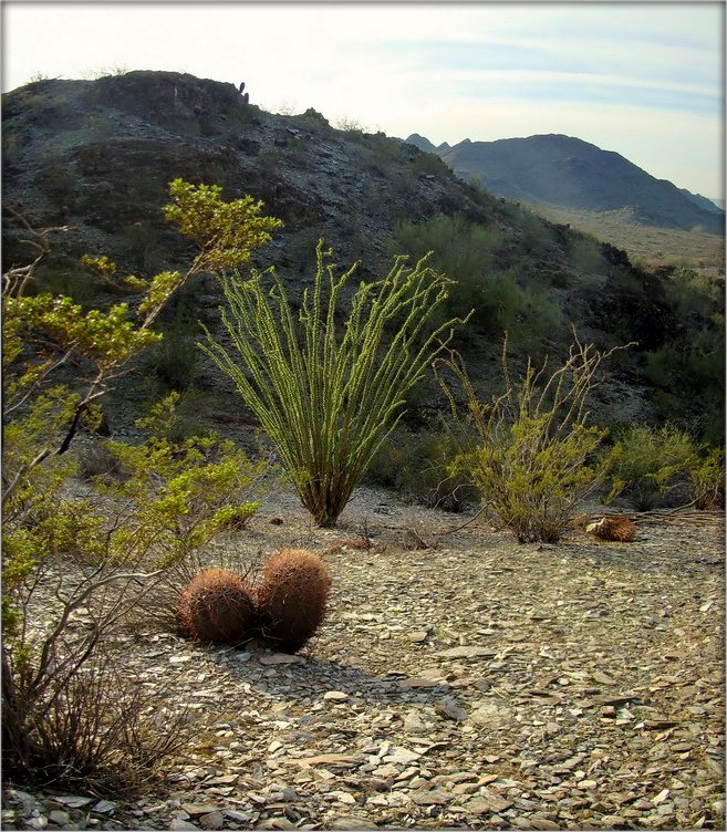 Frühling in der Wüste .. 2